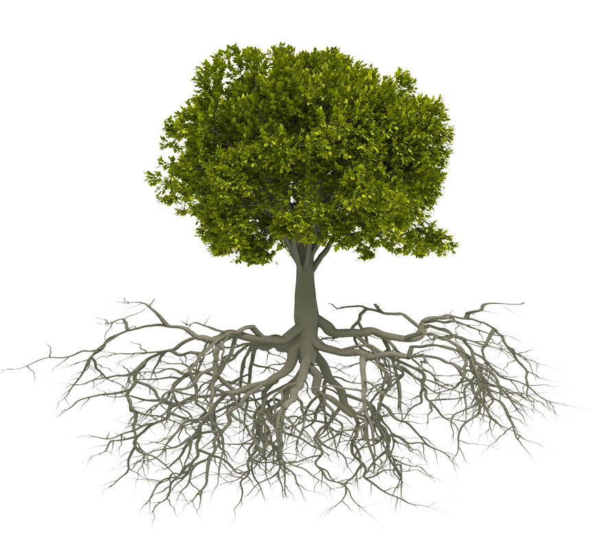 Tree with root isolated over white - this is a 3d render illustration